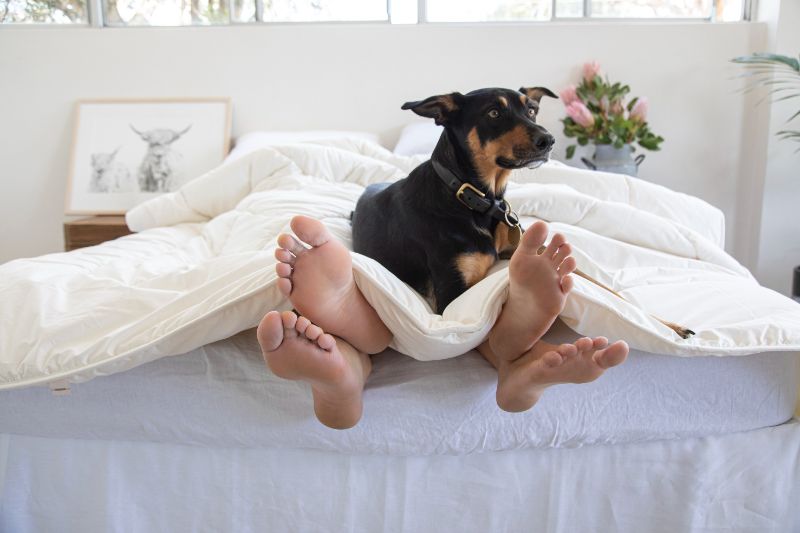 Couple under quilt with dog